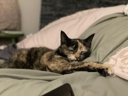 Lost Female Cat last seen Located near Eastern Heights Elementary School, Saint Paul, MN 55119