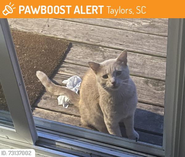 Found/Stray Unknown Cat last seen Cretewood place, Taylors SC 29687, Taylors, SC 29687