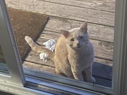Found/Stray Unknown Cat last seen Cretewood place, Taylors SC 29687, Taylors, SC 29687