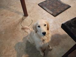 Reunited Male Dog last seen Near Cherokee Elementary School, Johnson City, TN 37604