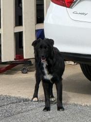 Found/Stray Unknown Dog last seen Holcomb’s Crossing, Roswell, GA 30076