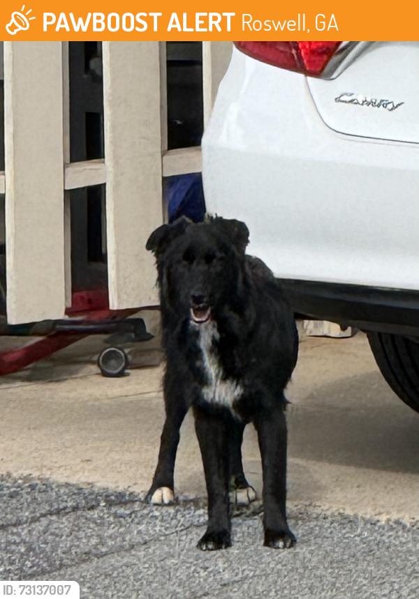 Found/Stray Unknown Dog last seen Holcomb’s Crossing, Roswell, GA 30076