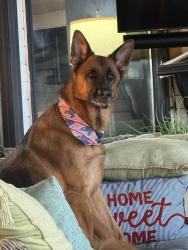 Reunited Female Dog last seen Near SW 18th and 48th lane, Cape Coral, FL 33914
