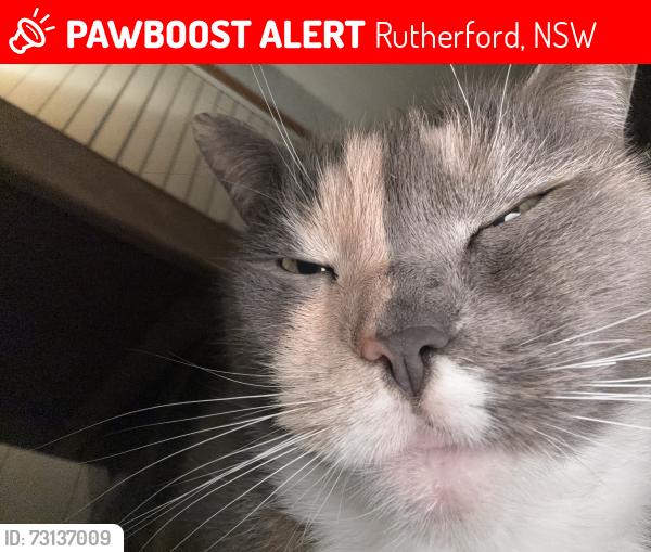 Lost Female Cat last seen Near the kfc Rutherford, Rutherford, NSW 2320