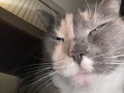 Lost Female Cat last seen Near the kfc Rutherford, Rutherford, NSW 2320