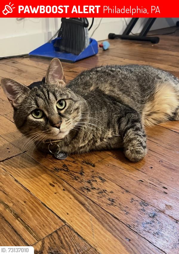 Lost Male Cat last seen 27th and Poplar Street, Philadelphia, PA 19130