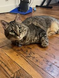 Lost Male Cat last seen 27th and Poplar Street, Philadelphia, PA 19130