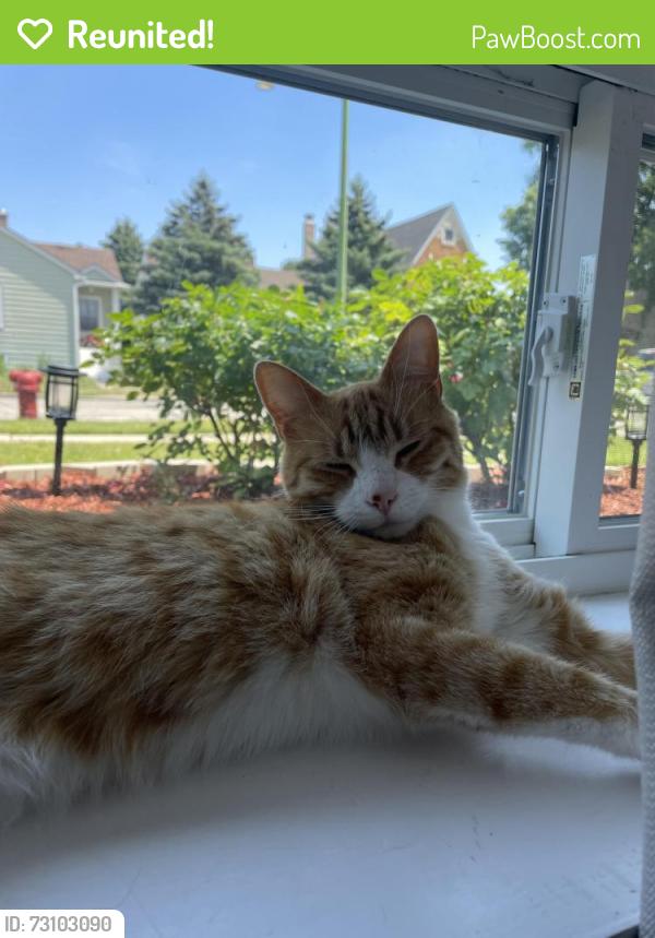 Reunited Male Cat last seen 1st Avenue, & North Avenue, Melrose Park, IL 60160