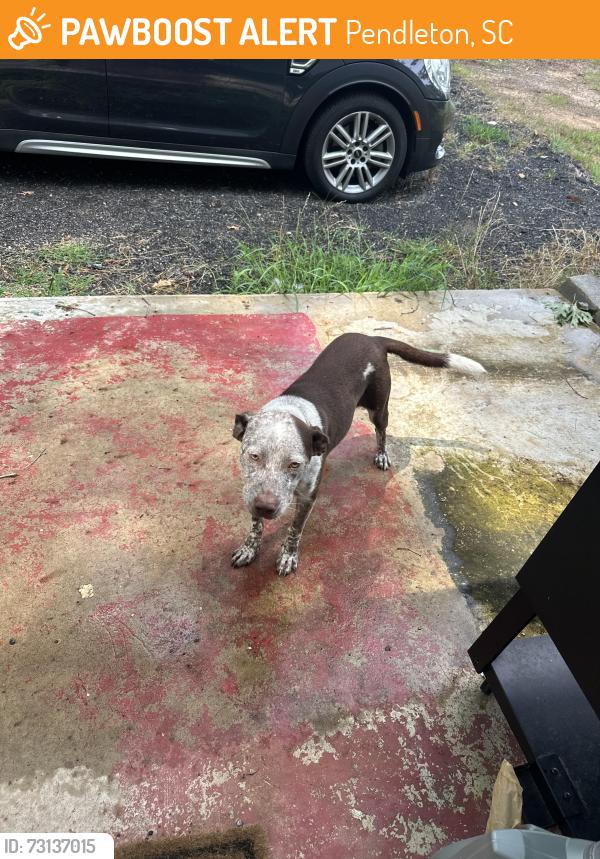 Found/Stray Male Dog last seen Near Dyars Diner, Pendleton, SC 29670