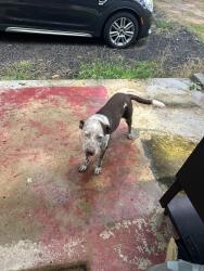 Found/Stray Male Dog last seen Near Dyars Diner, Pendleton, SC 29670