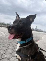 Shelter Stray Male Dog last seen dropped at 44th precinct: 2 E 169th St, Bronx, NY 10452, BRONX, NY, 10452, 326 E 110th St, New York, NY 10029, USA