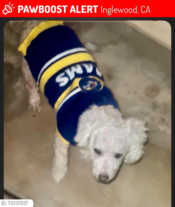 Lost Female Dog last seen Hyde Park Blvd and Gay Street, Inglewood, CA 90302