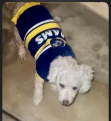 Lost Female Dog last seen Hyde Park Blvd and Gay Street, Inglewood, CA 90302