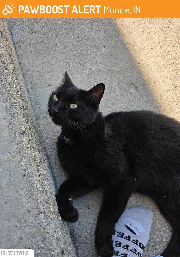 Found/Stray Unknown Cat last seen Anthony Northside Neighborhood, Cowing St, Rosewood Ave, Muncie, IN 47304