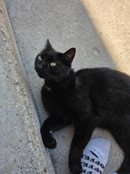 Found/Stray Unknown Cat last seen Anthony Northside Neighborhood, Cowing St, Rosewood Ave, Muncie, IN 47304