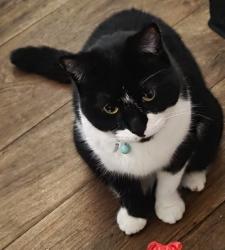 Lost Female Cat last seen Lower Jones near Amelia, Colonie, NY 12309