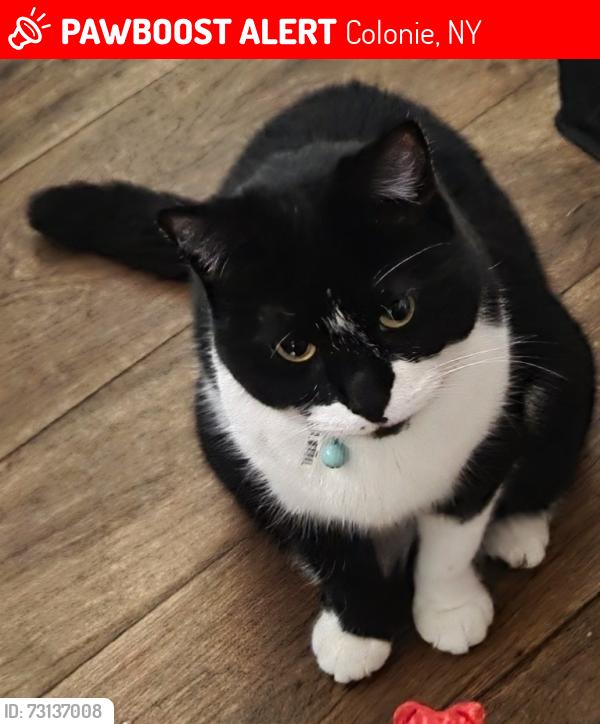 Lost Female Cat last seen Lower Jones near Amelia, Colonie, NY 12309