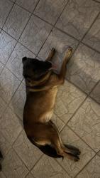 Found/Stray Female Dog last seen Nw 39 manor and 103rd, Coral Springs, FL 33065