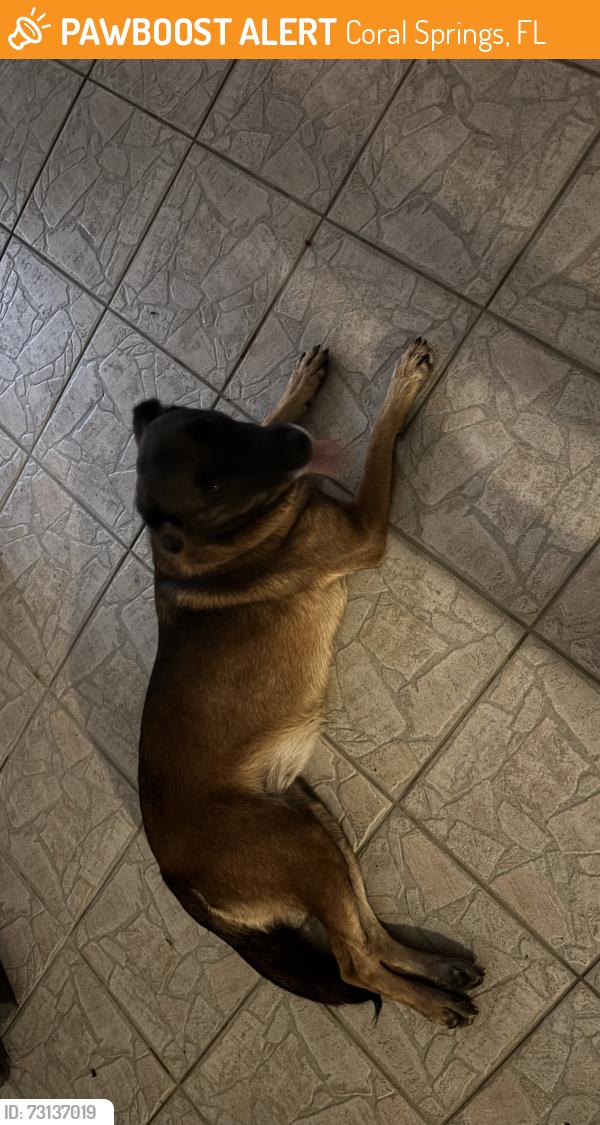 Found/Stray Female Dog last seen Nw 39 manor and 103rd, Coral Springs, FL 33065