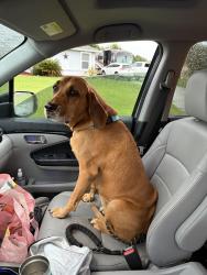 Found/Stray Female Dog last seen Monica Terrace, Kissimmee, FL 34744
