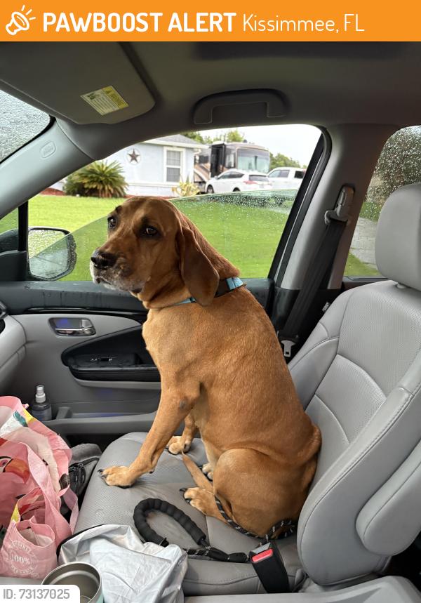 Found/Stray Female Dog last seen Monica Terrace, Kissimmee, FL 34744