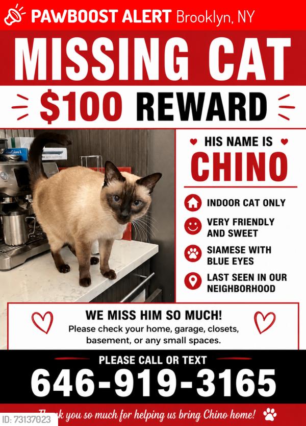 Lost Male Cat last seen Farragut Rd., Brooklyn, NY 11210