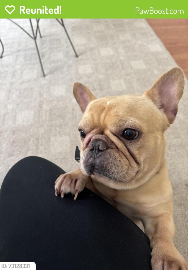 Reunited Male Dog last seen Near five oaks crossing, Sienna, TX 77459