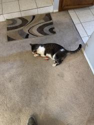 Lost Male Cat last seen Warm spring abbeyville, Las Vegas, NV 89119