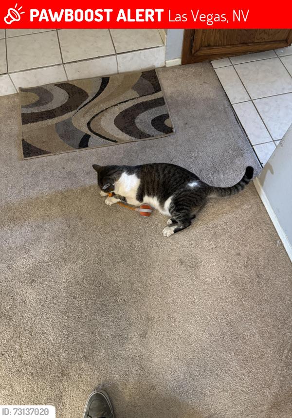 Lost Male Cat last seen Warm spring abbeyville, Las Vegas, NV 89119