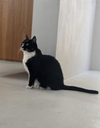 Reunited Female Cat last seen McGregor and Florida Avenue, Fort Myers, FL 33901