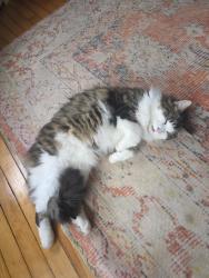 Reunited Male Cat last seen Broadway and Harriet Streets, South Portland, ME 04106