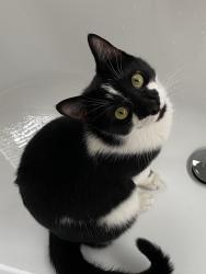 Reunited Male Cat last seen Near Culpeper Street, Warrenton, VA 20186