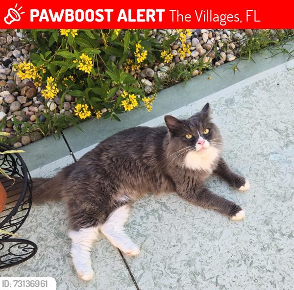 Lost Female Cat last seen Tampico place, San Miguel and Del Rio, The Villages, FL 32159