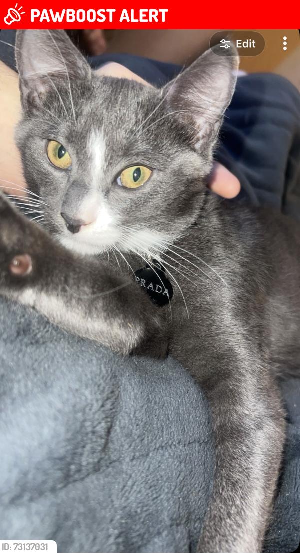Lost Female Cat last seen Cambridge, Boronia Heights, QLD 4124