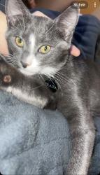 Lost Female Cat last seen Cambridge, Boronia Heights, QLD 4124