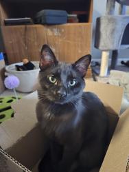 Lost Male Cat last seen Avalon at pier 121, Lewisville, TX 75056