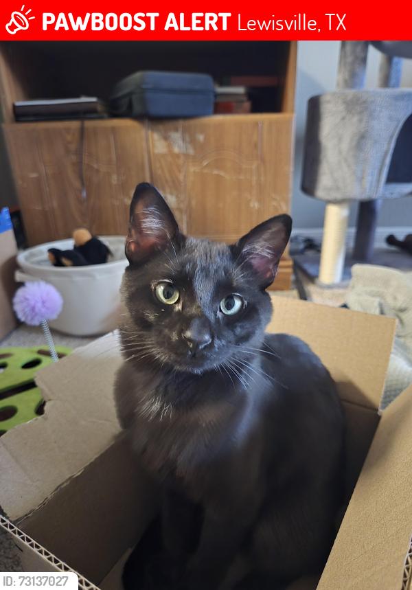 Lost Male Cat last seen Avalon at pier 121, Lewisville, TX 75056