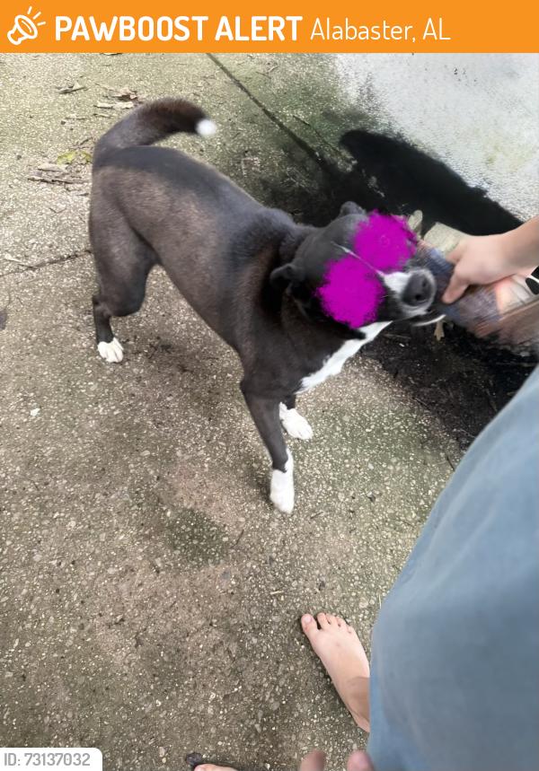 Found/Stray Unknown Dog last seen Butler Road between Washington Lane & Grande View, Alabaster, AL 35007