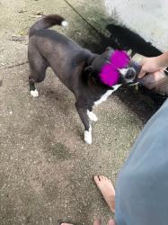 Found/Stray Unknown Dog last seen Butler Road between Washington Lane & Grande View, Alabaster, AL 35007