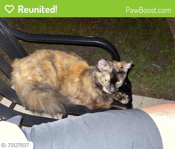 Reunited Unknown Cat last seen Lake Davis Drive & Gore St (Gore Ave), Orlando, FL 32806