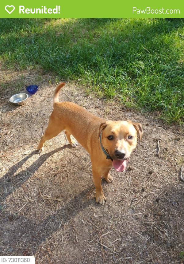 Reunited Male Dog last seen Clements Dr & Cartman Dr, Durham, NC 27704