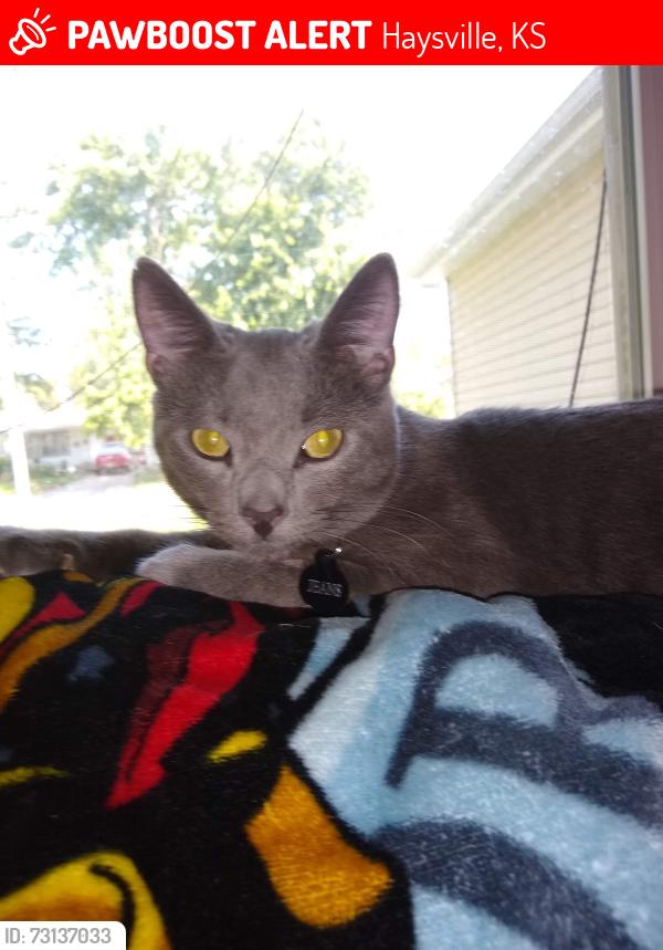 Lost Male Cat last seen 4th st and turkle, Haysville, KS 67060