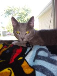 Lost Male Cat last seen 4th st and turkle, Haysville, KS 67060