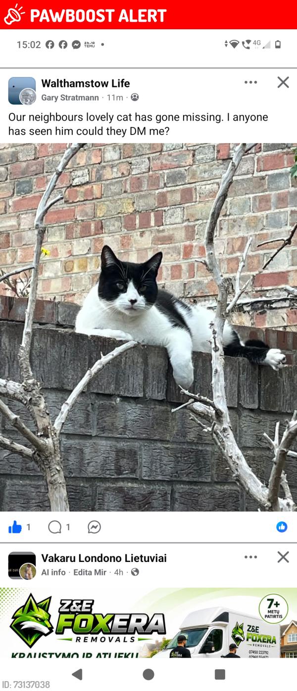 Lost Male Cat last seen Campbell toad, Greater London, England E17 6SB