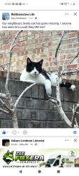 Lost Male Cat last seen Campbell toad, Greater London, England E17 6SB