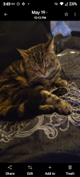 Lost Female Cat last seen Pekin gas, Pekin, IL 61554