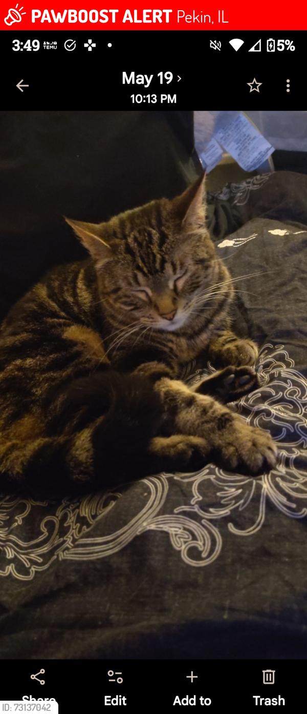 Lost Female Cat last seen Pekin gas, Pekin, IL 61554