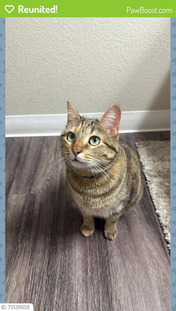 Reunited Female Cat last seen Syracuse and Peakview, Centennial, CO 80111