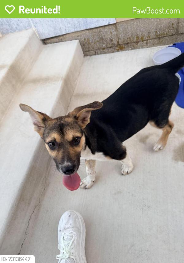 Reunited Female Dog last seen North of main street in Yukon behind the flour mills, Yukon, OK 73099