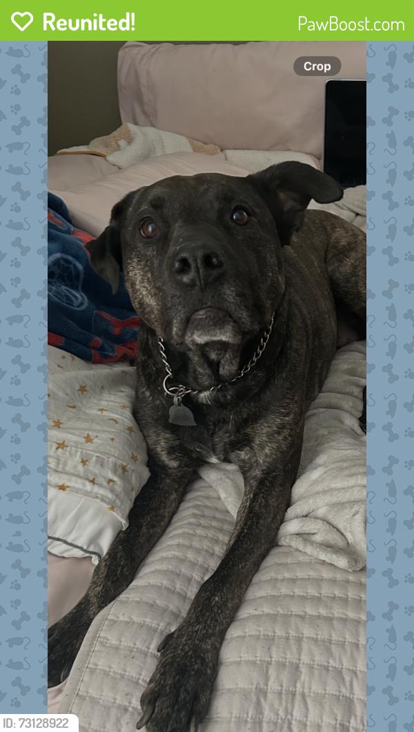 Reunited Female Dog last seen 131st and Memorial, Bixby, OK 74008